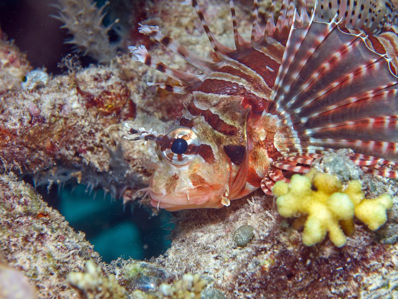 Lion Fish, Home Reef